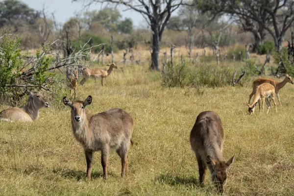 Brezilya 'daki ormanda vahşi bir geyik.