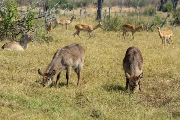 Ormandaki kırmızı geyik