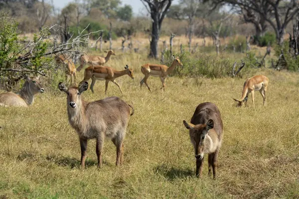 Savanadaki bir grup vahşi hayvan.