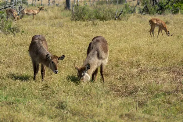 Vahşi doğada geyik