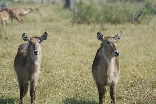 Çimlerin üzerinde sevimli bir geyiğin yakın plan fotoğrafı.