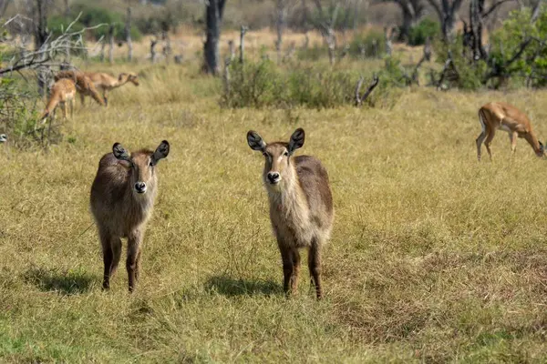 Çayırda dişi antiloplar