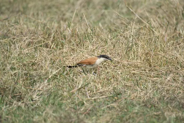 Otların arasında bir kuş