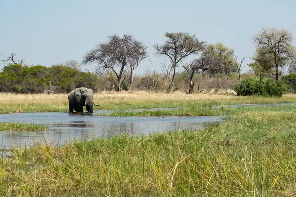 Afrika fili Kruger Ulusal Parkı, Güney Afrika