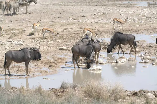 Namibya 'daki Etoşa safari parkında yürüyen bir grup fil.