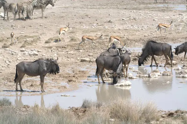 Sudaki vahşi hayvan sürüsü.