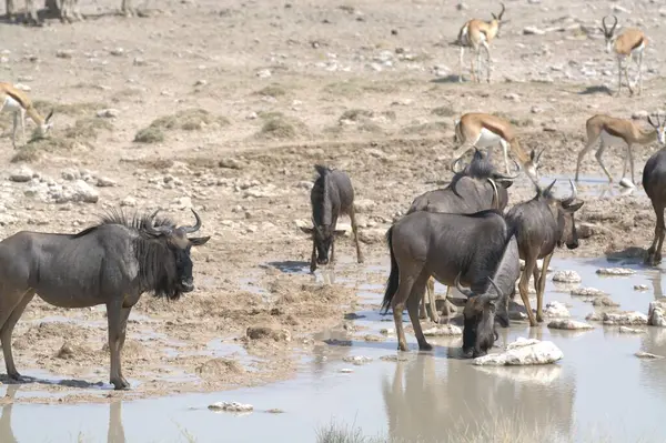 Bir grup Afrika yaban domuzu.