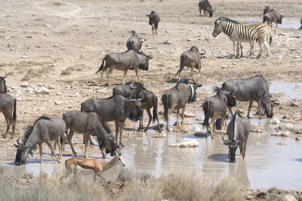 Namibya 'daki Etoşa Ulusal Parkı' nın suyundaki su birikintisinde bir zebra sürüsü..
