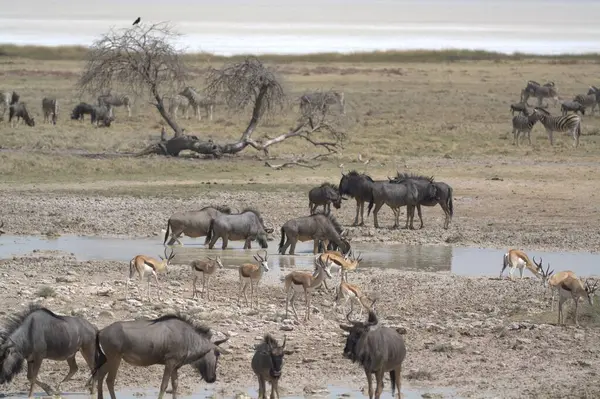 Namibya 'daki etosha' daki antilop sürüsü.