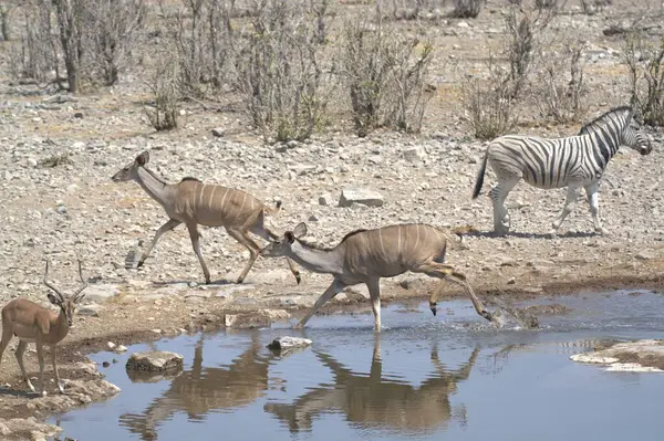 Bir zebra sürüsü bozkırda su içiyor.