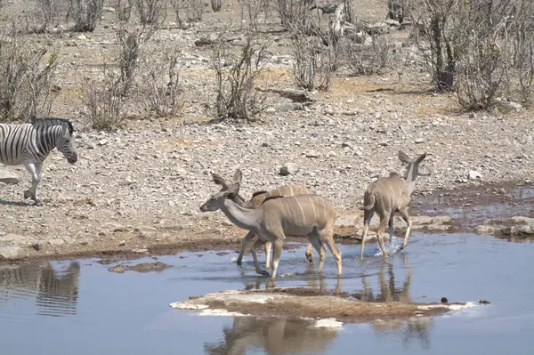 Afrika zebraları (equus equus equi )
