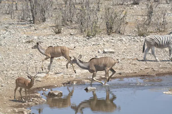 Namibya 'daki Etoşa Ulusal Parkı' nda su birikintisi ve zebralar var.