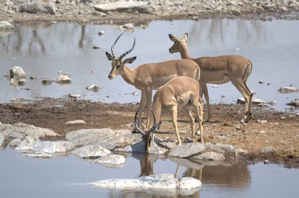 geyik bir hayvanat bahçesi