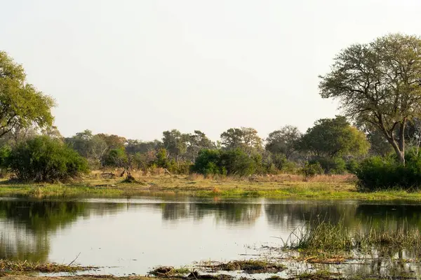 Önünde bir ağaç olan göl manzarası.