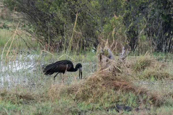 Kara balıkçıl kuşu vahşi doğada
