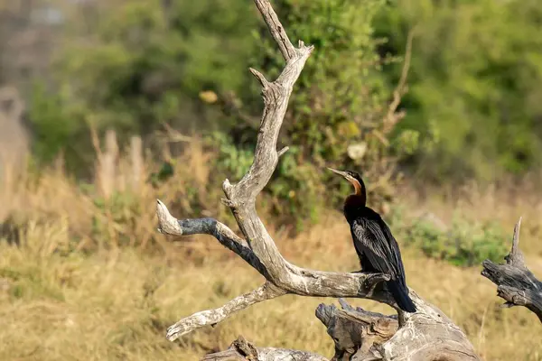Kara kuş ağaçta tünemiş.