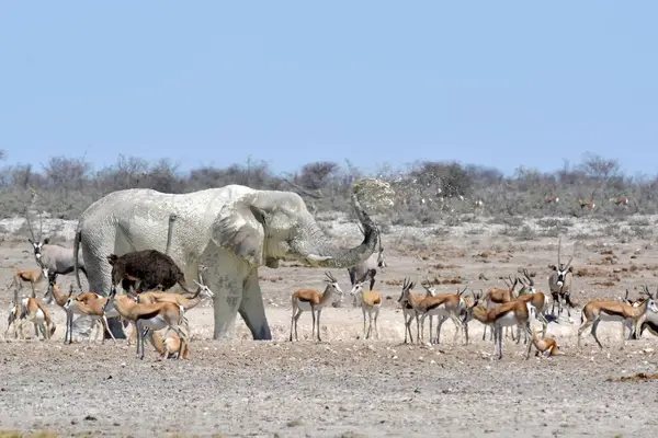 Afrika çalı fili (loxodonta africana) Etoşa, Namibya 'da yürüyor.
