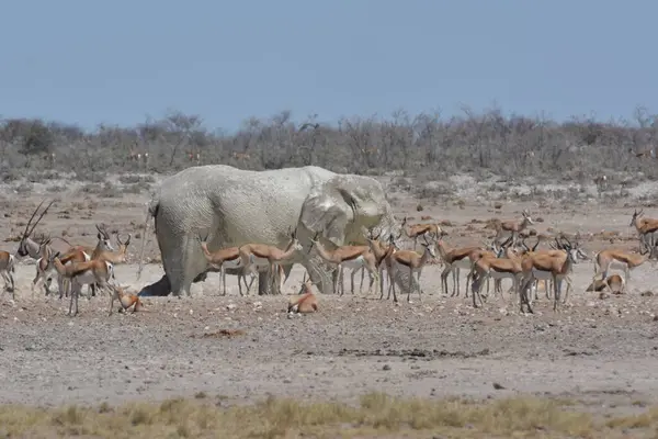 Etoşa Ulusal Park Namibya 'da bir grup fil..