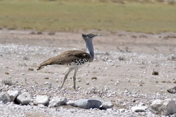 Bir tarlanın ortasında savananın kuşu