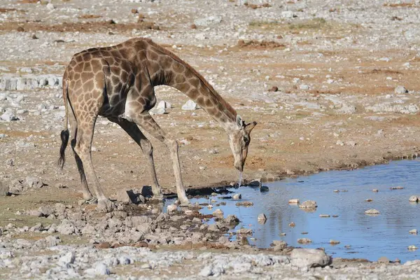 Sudaki şirin bir zürafanın güzel bir fotoğrafı.