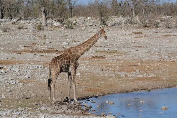 Açık mavi gökyüzünün altında savanada duran genç bir zürafanın yakın plan fotoğrafı.