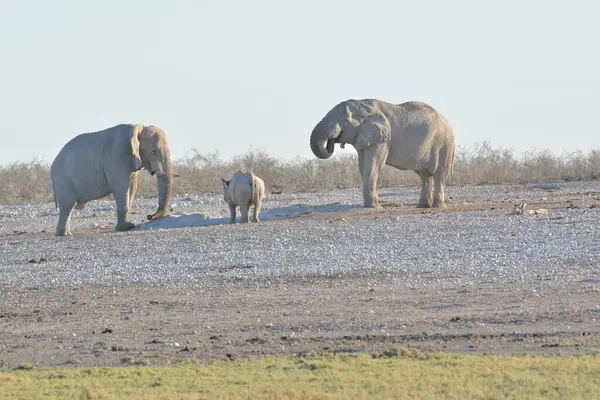 Etopik namibya 'da bir grup fil.