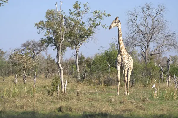 african giraffe, giraffa camelopardalis