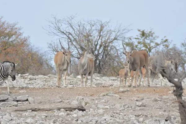 Etoşa 'da bir grup zebra.