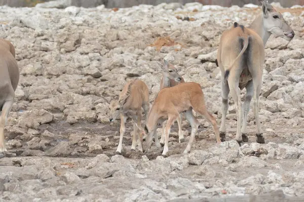 Ormandaki beyaz bebek geyik