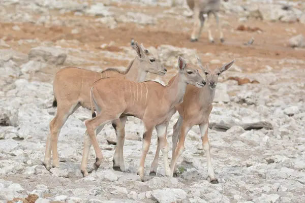 Doğadaki beyaz geyik ailesi