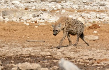 Vahşi Afrika hayvanları vahşi doğada