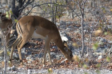 Ormanda güzel bir antilop.