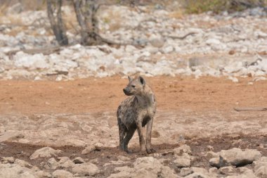 Savanada vahşi bir Afrikalı köpek