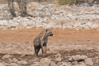 Namibya 'nın kumlarında yürüyen vahşi hyaena