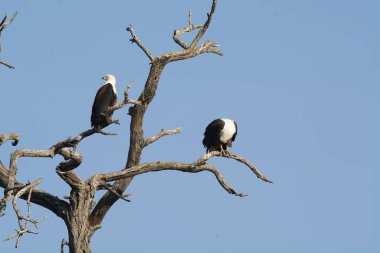 Kel kartal, halietus leucecophalus, avlanan tek kuş, Güney Afrika, Ağustos 2018