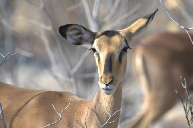 Ormanda dişi antiloplar