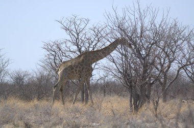 Savanadaki bir zürafanın yakın plan fotoğrafı.