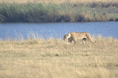 Kenya savanındaki aslan