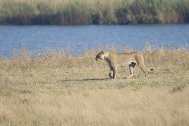 Bir dişi aslan (panthera leo) savananın ortasında yürür.