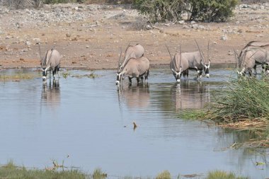 Afrika fili (loxodonta africana) içme suyu