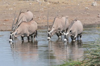 Bir grup zebra suda savaşıyor.