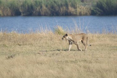 Afrika savanındaki aslan.