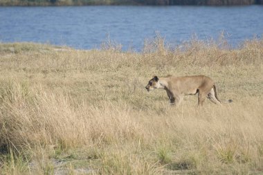 Vahşi hayvanlar, seçici odaklanma