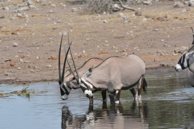 Afrika bozkırlarında vahşi zebralar