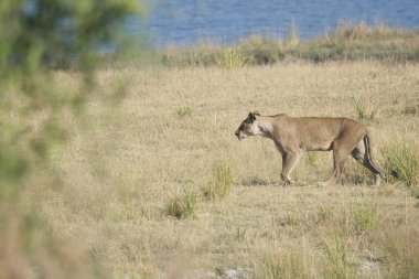 Aslan yavrusu kuru çimlerde