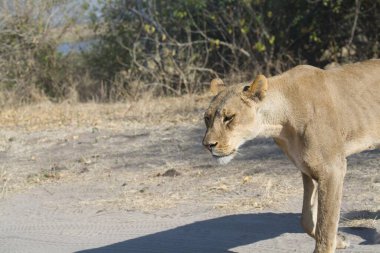 Savanadaki dişi bir aslanın güzel bir fotoğrafı.