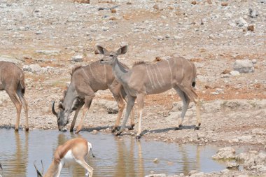 Vahşi hayvanlar, Afrika bozkırları