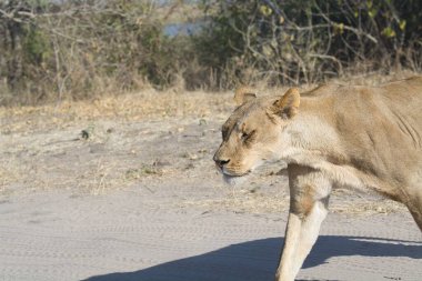 Dişi bir dişi aslan yol boyunca yürüyor.