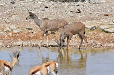 Afrika bufalosu su içiyor.
