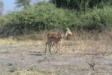 Kudu antilobu, Güney Afrika savanasındaki en büyük Afrika savanıdır. Güney Afrika savanası. arka plan bir...